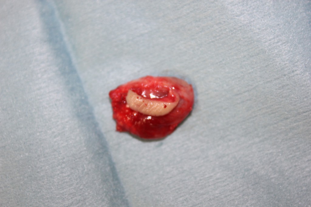 院長紹介 よこい耳鼻咽喉科 ホームページ